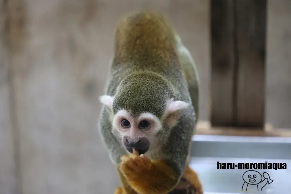 足立区生物園　リスザル