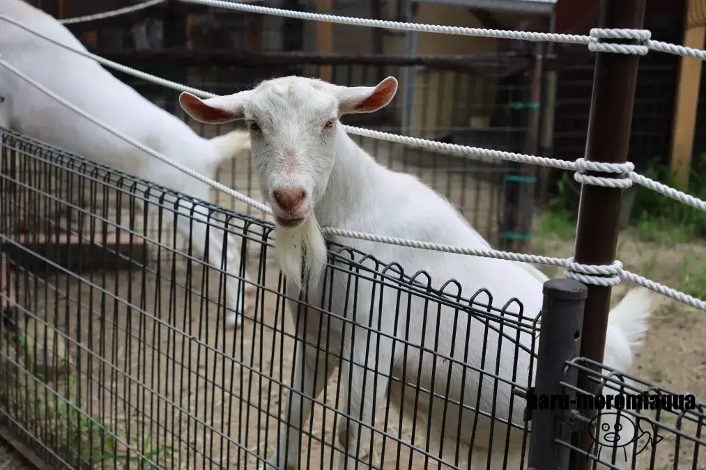 足立区生物園　ヤギ