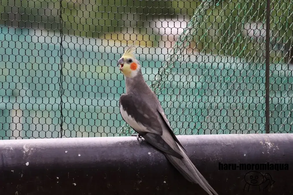 足立区生物園　オカメインコ