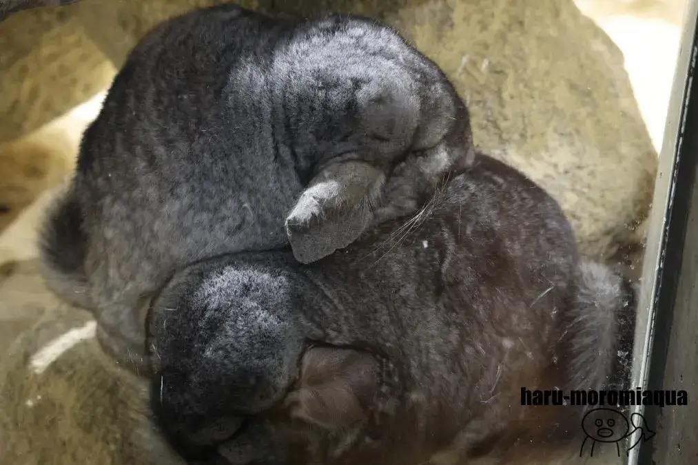 足立区生物園　チンチラ