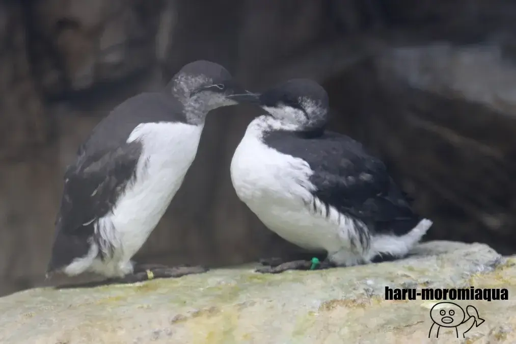 葛西臨海水族園　ウミガラス