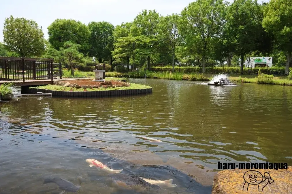 さいたま水族館　コイの池