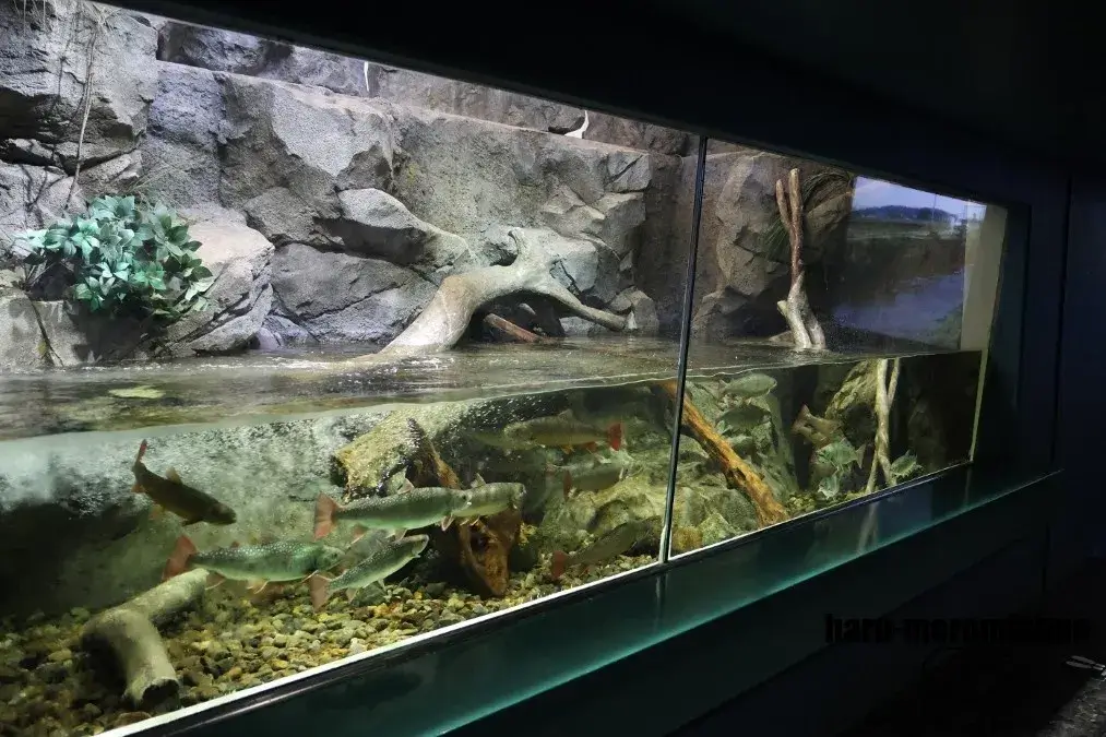 さいたま水族館　水槽