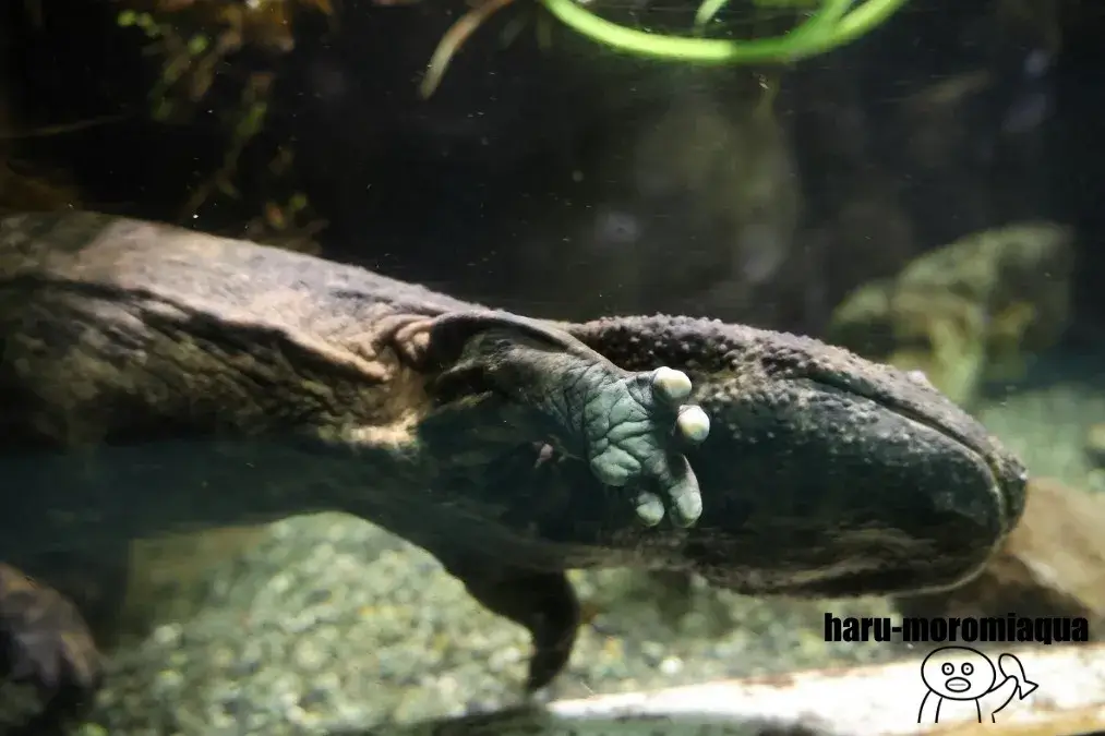 さいたま水族館　オオサンショウウオ