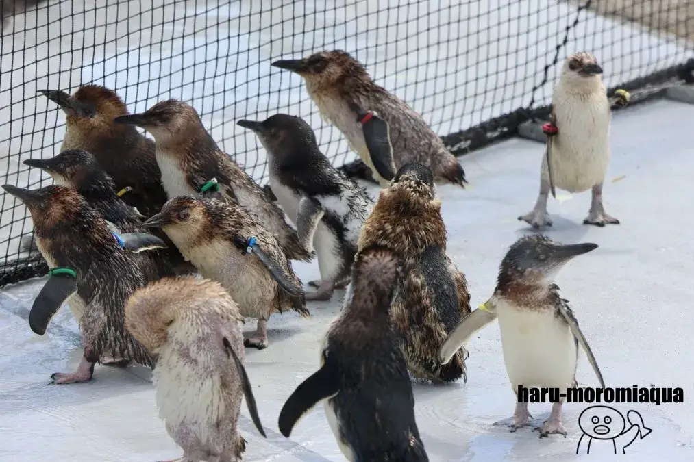 葛西臨海水族園　ペンギン