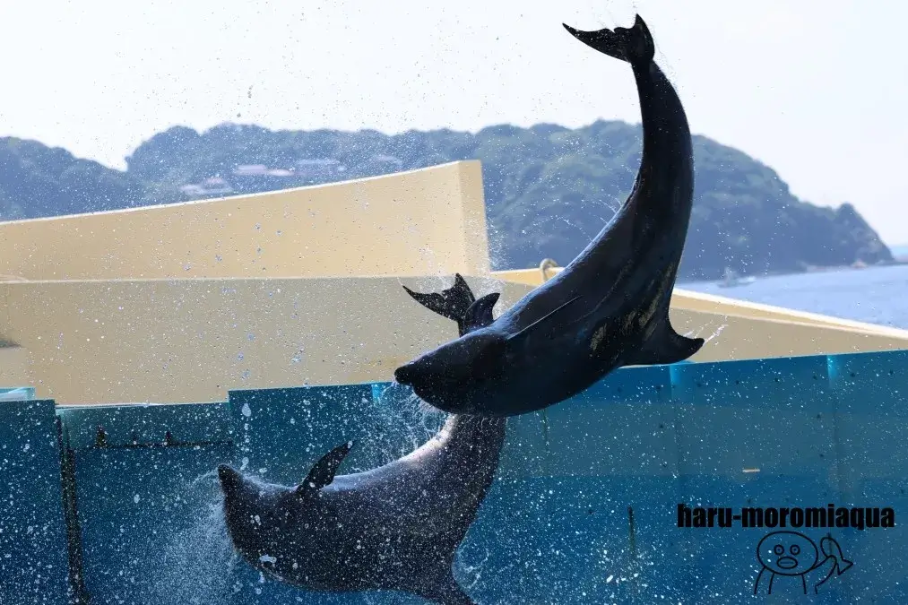 新江ノ島水族館　イルカショー