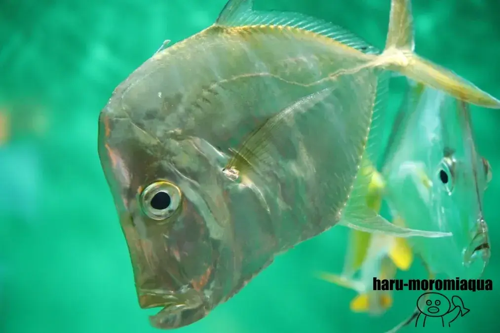葛西臨海水族園　ルックダウン