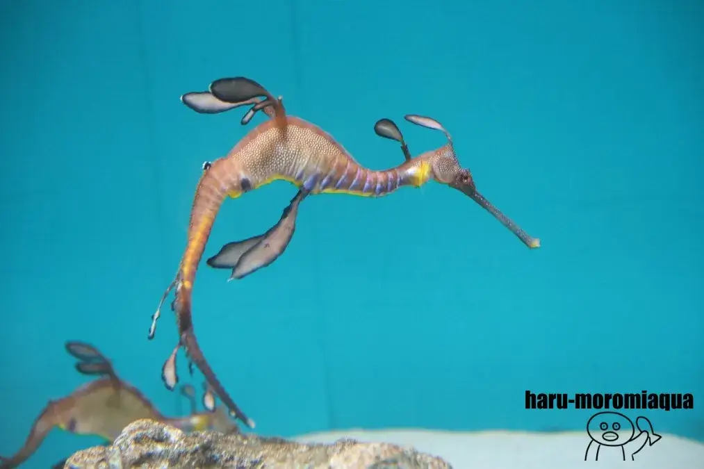 葛西臨海水族園　ウィーディーシードラゴン