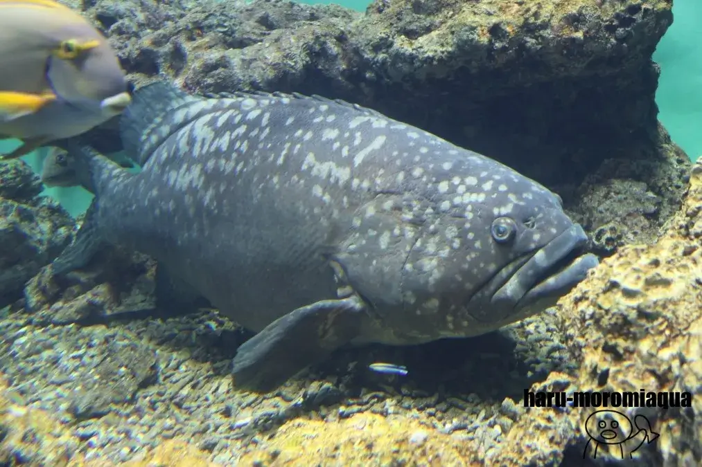 葛西臨海水族園　タマカイ