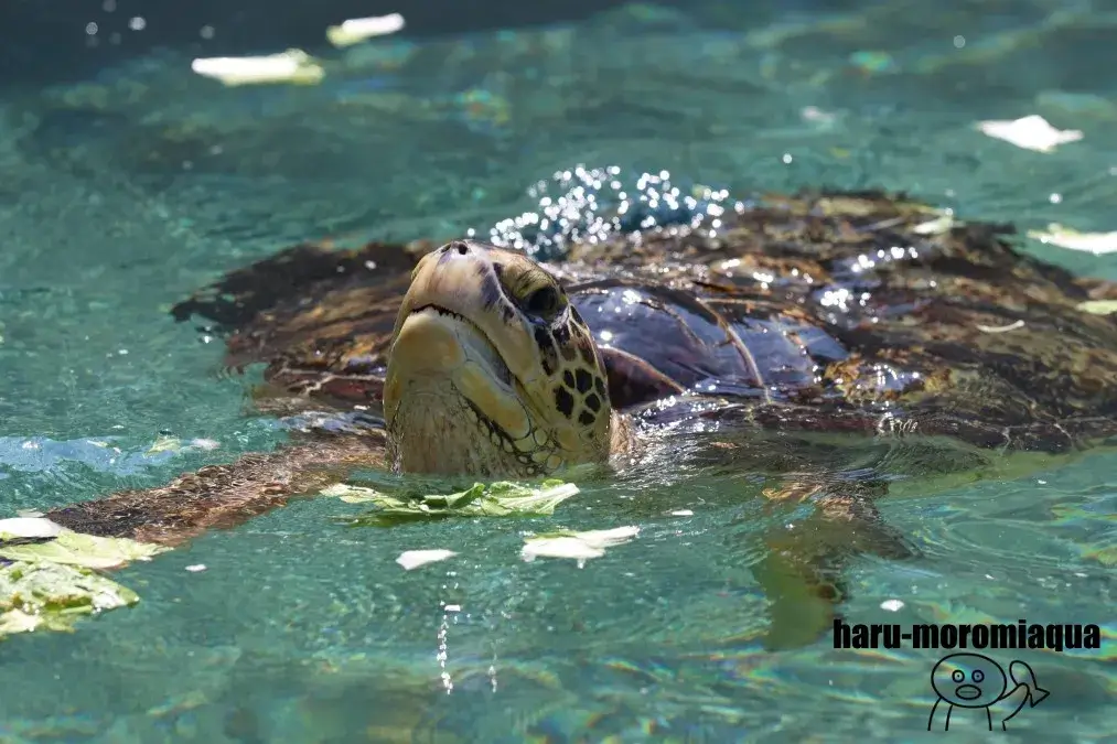 新江ノ島水族館　ウミガメ