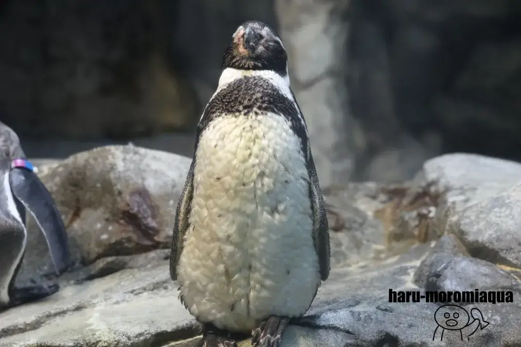 新江ノ島水族館　ペンギン