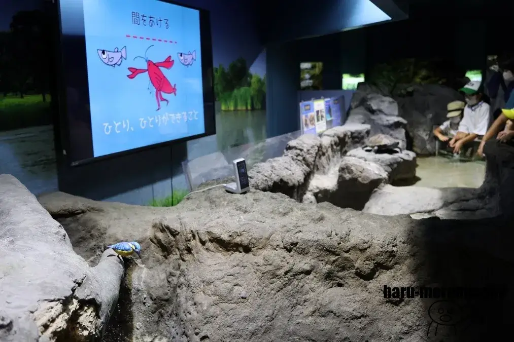 さいたま水族館　タッチプール