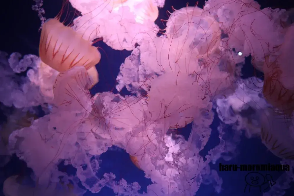 新江ノ島水族館　クラゲ