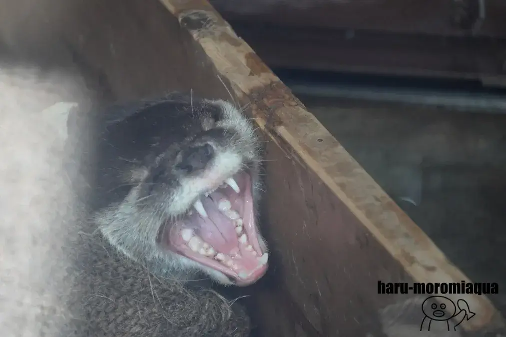 さいたま水族館　カワウソ