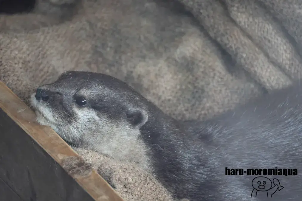 さいたま水族館　コツメカワウソ