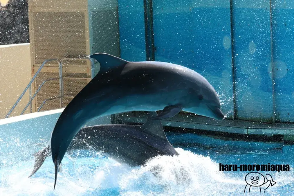新江ノ島水族館　イルカショー