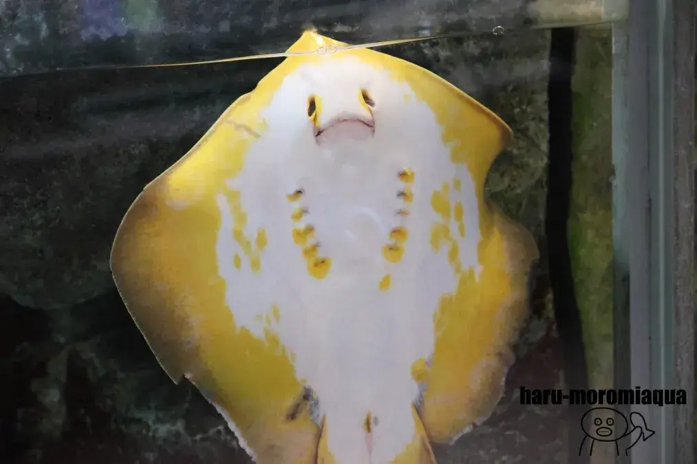相模川ふれあい科学館　アカエイ