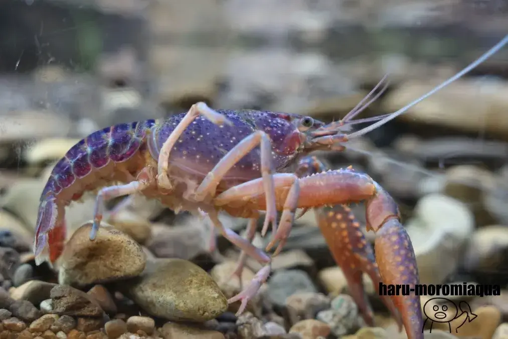 相模川ふれあい科学館　ザリガニ
