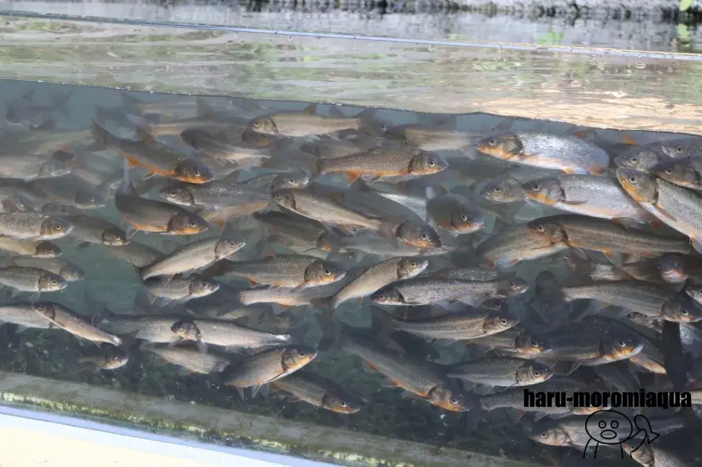 相模川ふれあい科学館　エサやり