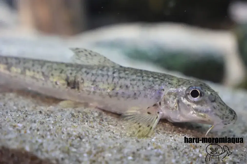 相模川ふれあい科学館　魚