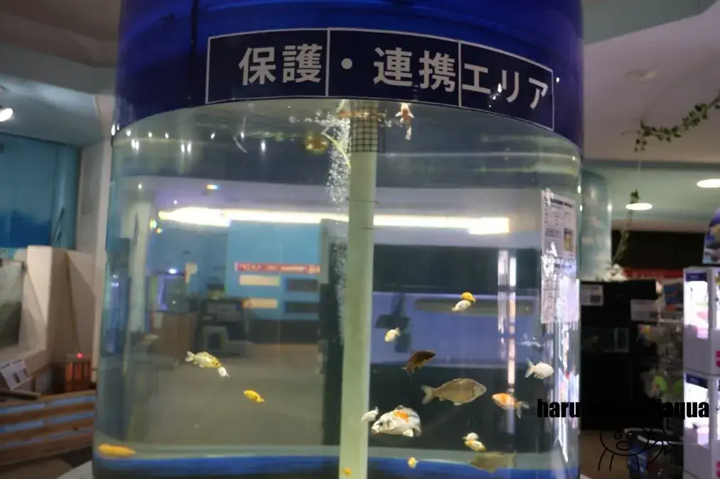 かすみがうら市水族館