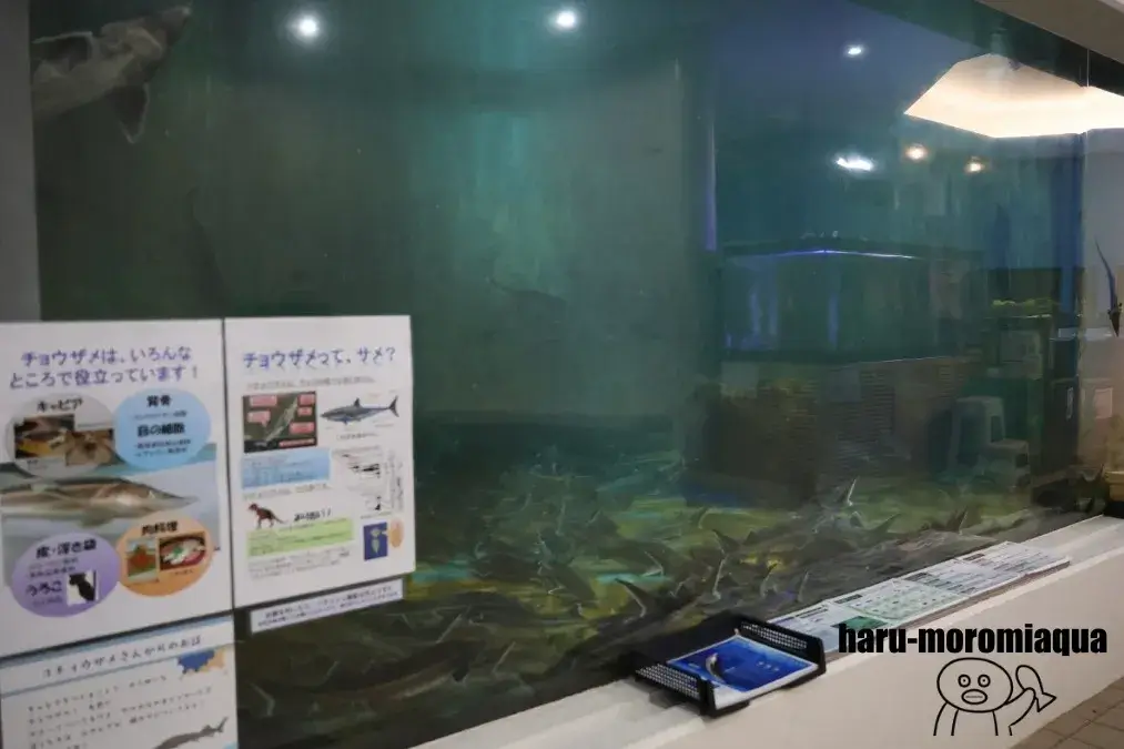 かすみがうら市水族館