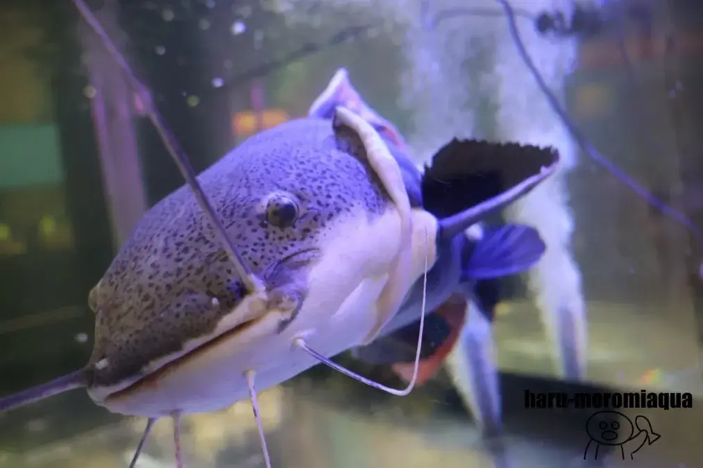 かすみがうら市水族館　レッドテールキャット