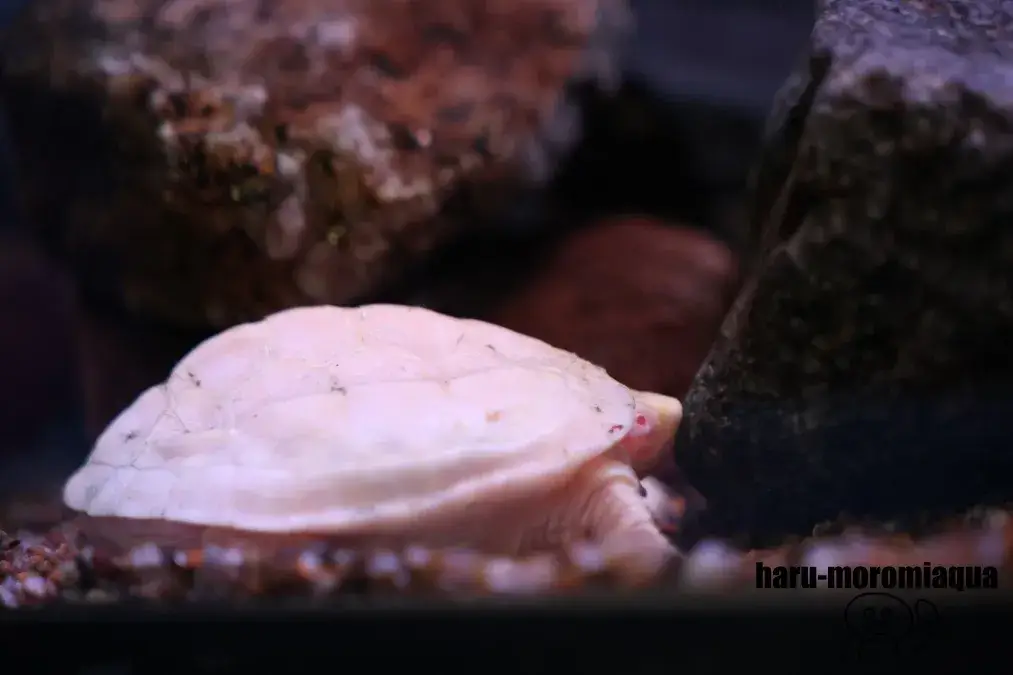 かすみがうら市水族館　クサガメ
