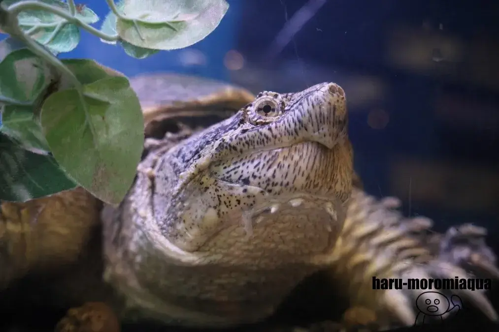 かすみがうら市水族館　ワニガメ