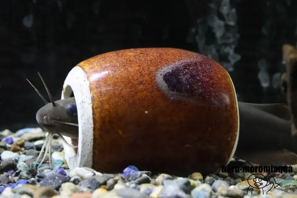 かすみがうら市水族館　ギバチ