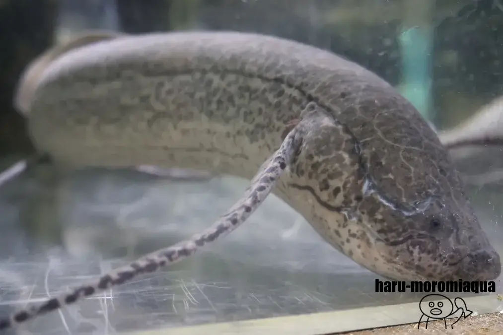 かすみがうら市水族館　ハイギョ