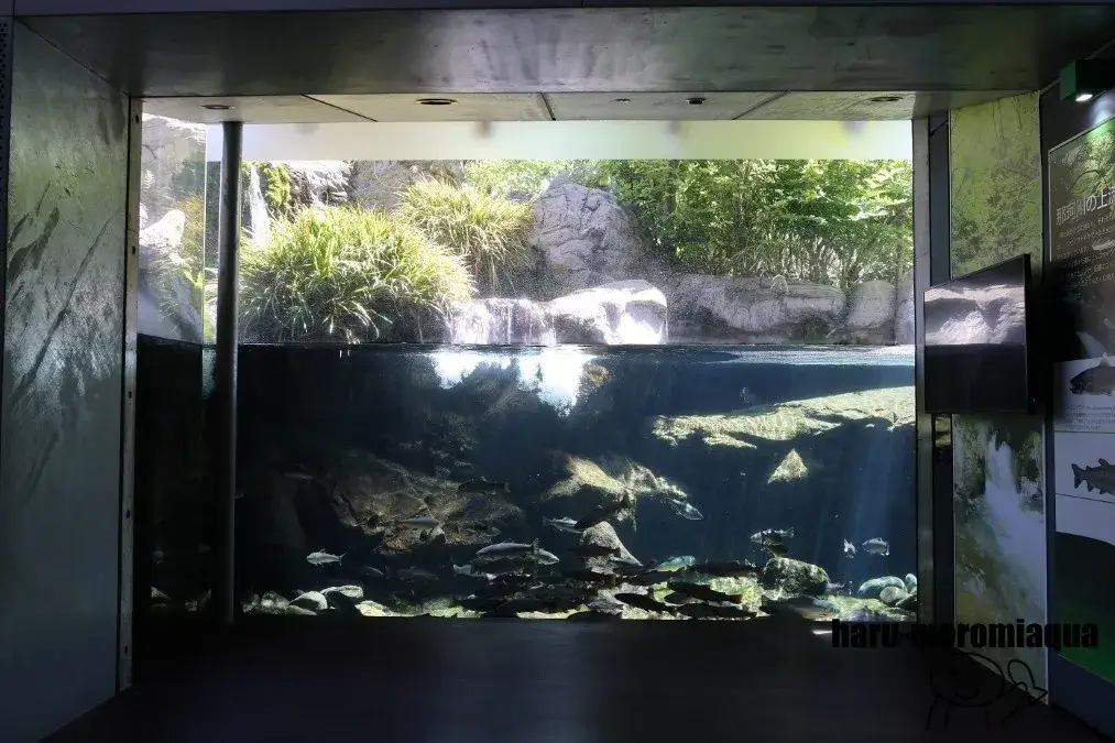 なかがわ水遊園　水槽