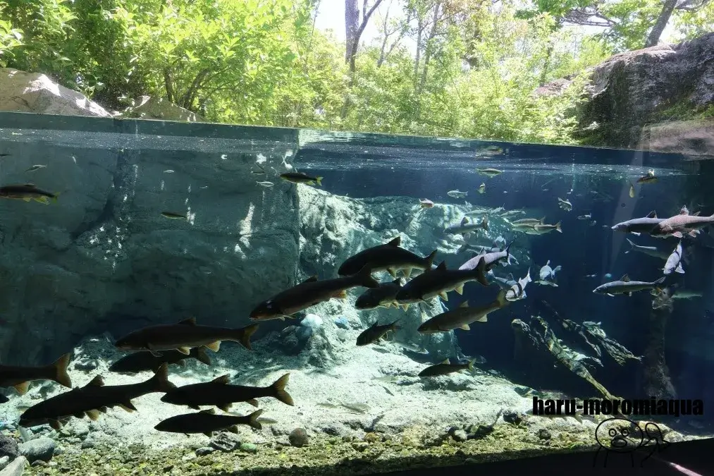 なかがわ水遊園　水槽