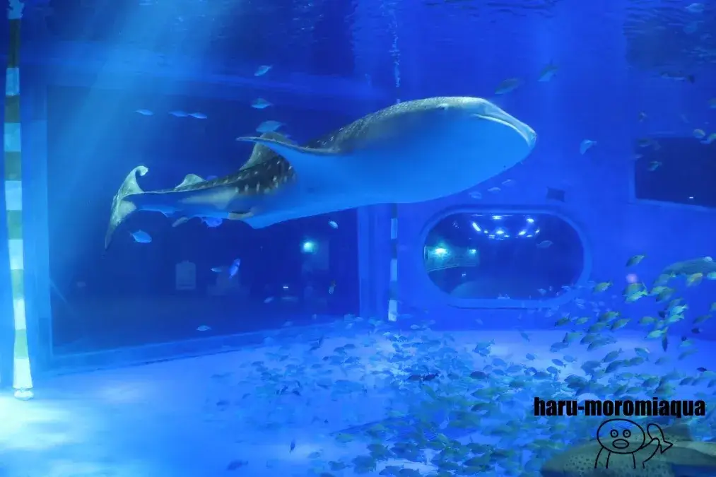 のとじま水族館 ジンベエザメ
