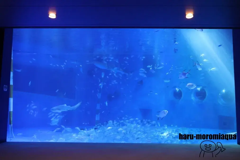 のとじま水族館 大水槽