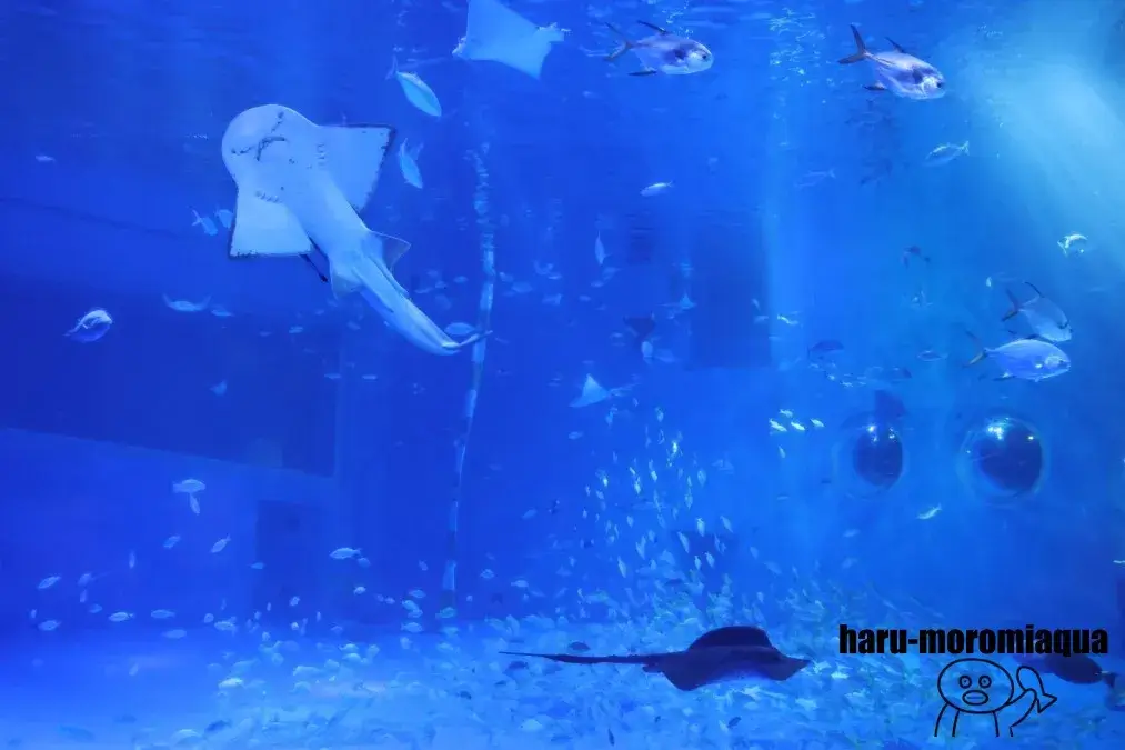 のとじま水族館 シノノメサカタザメ
