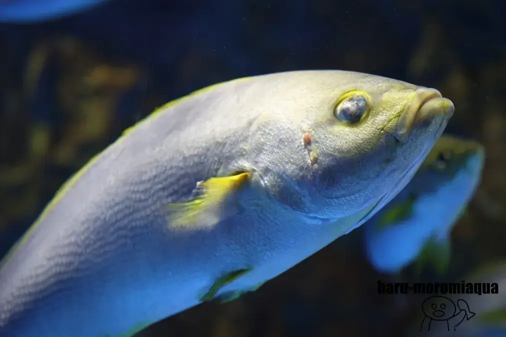 のとじま水族館 魚