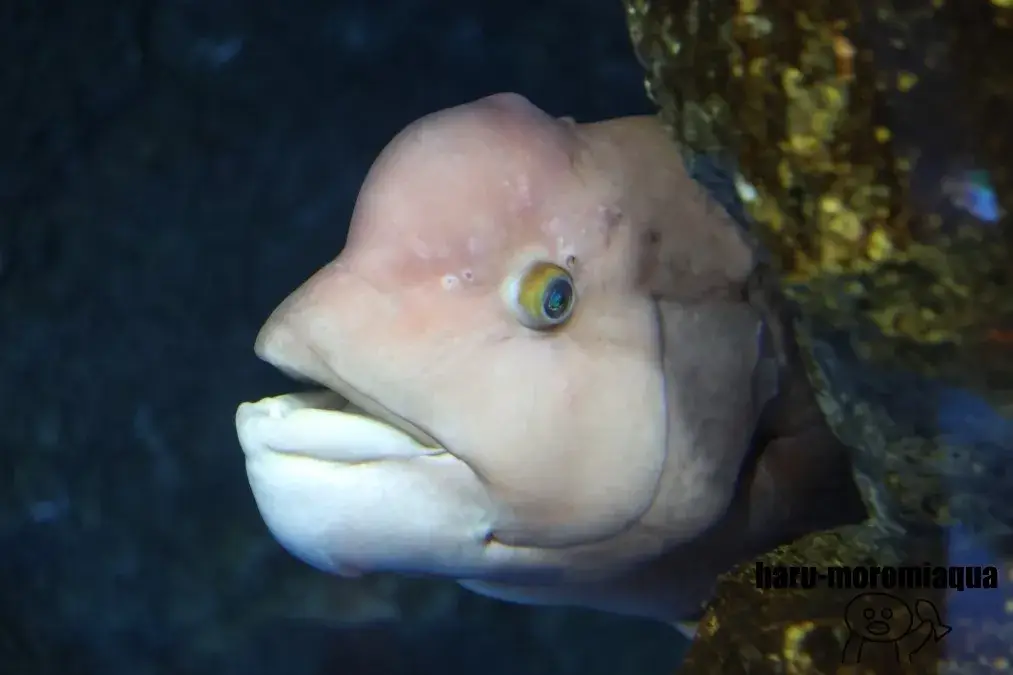 のとじま水族館 コブダイ
