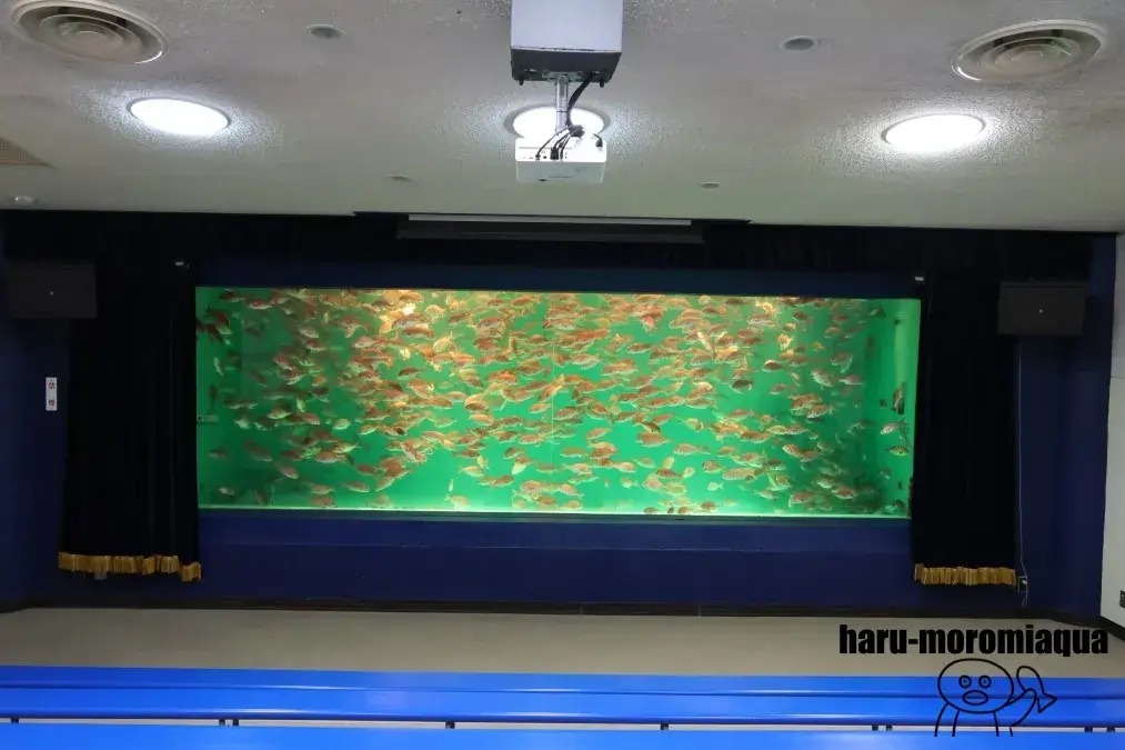 のとじま水族館 マダイ