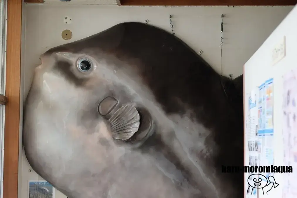 観音崎自然博物館　マンボウ