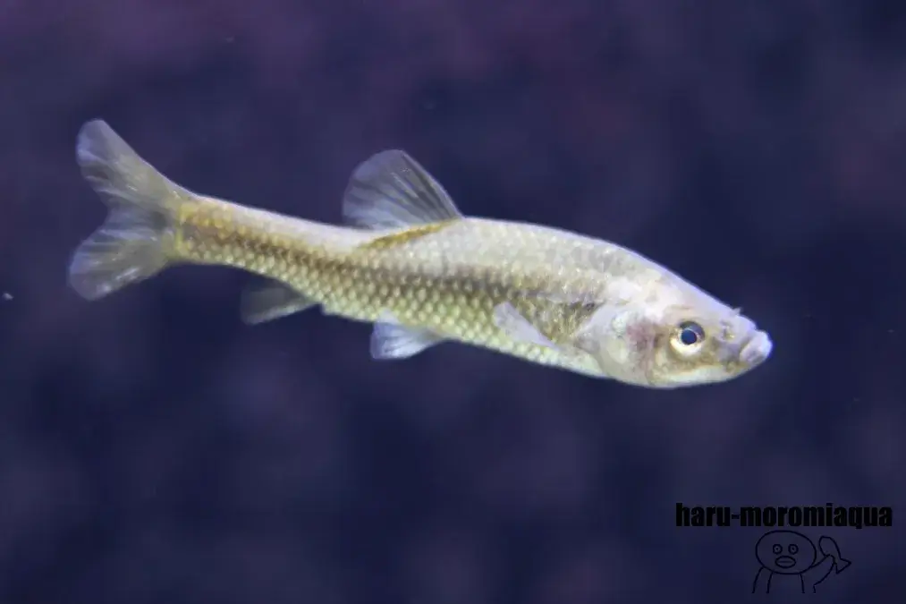 観音崎自然博物館　魚