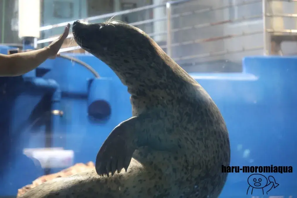 のとじま水族館 アザラシ