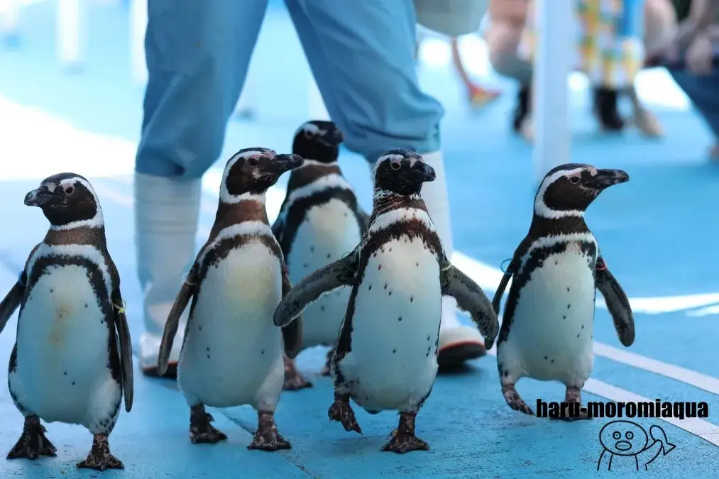 のとじま水族館 ペンギン散歩