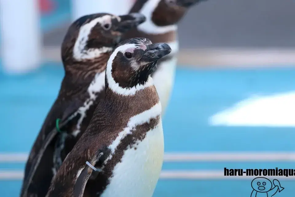 のとじま水族館 マゼランペンギン