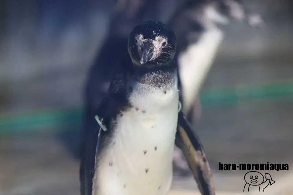 のとじま水族館 フンボルトペンギン