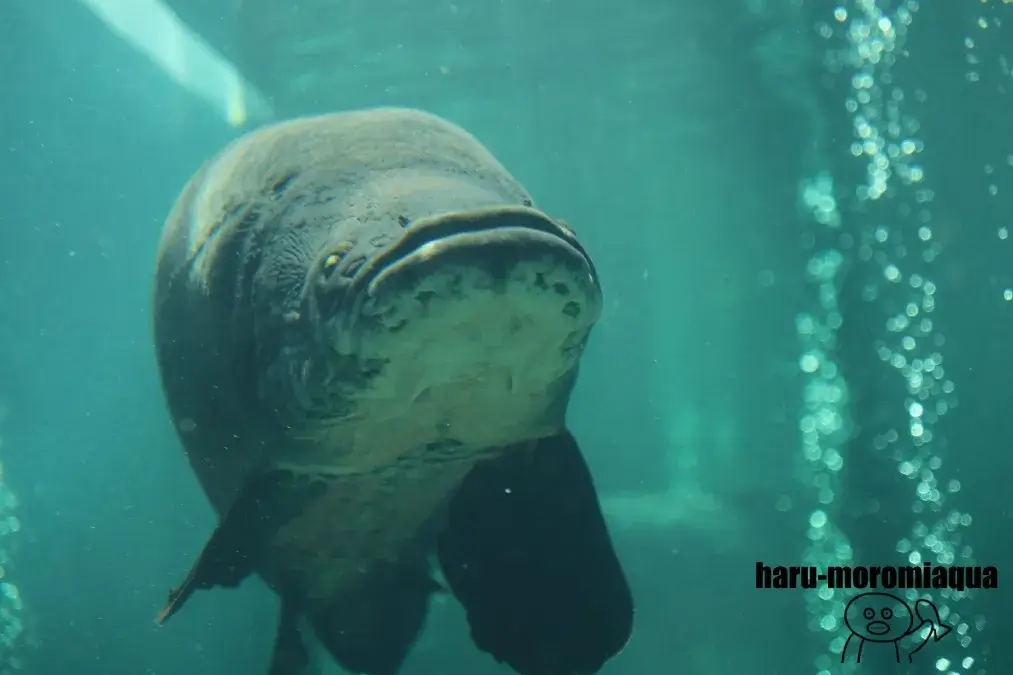 なかがわ水遊園　ピラルク