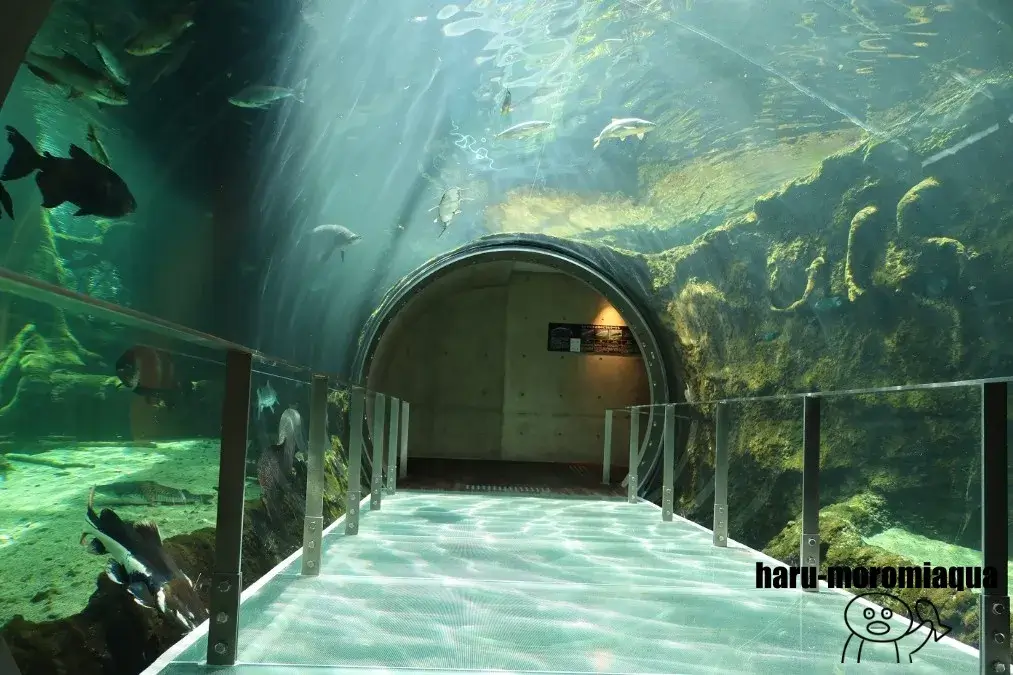 なかがわ水遊園　アマゾン大水槽