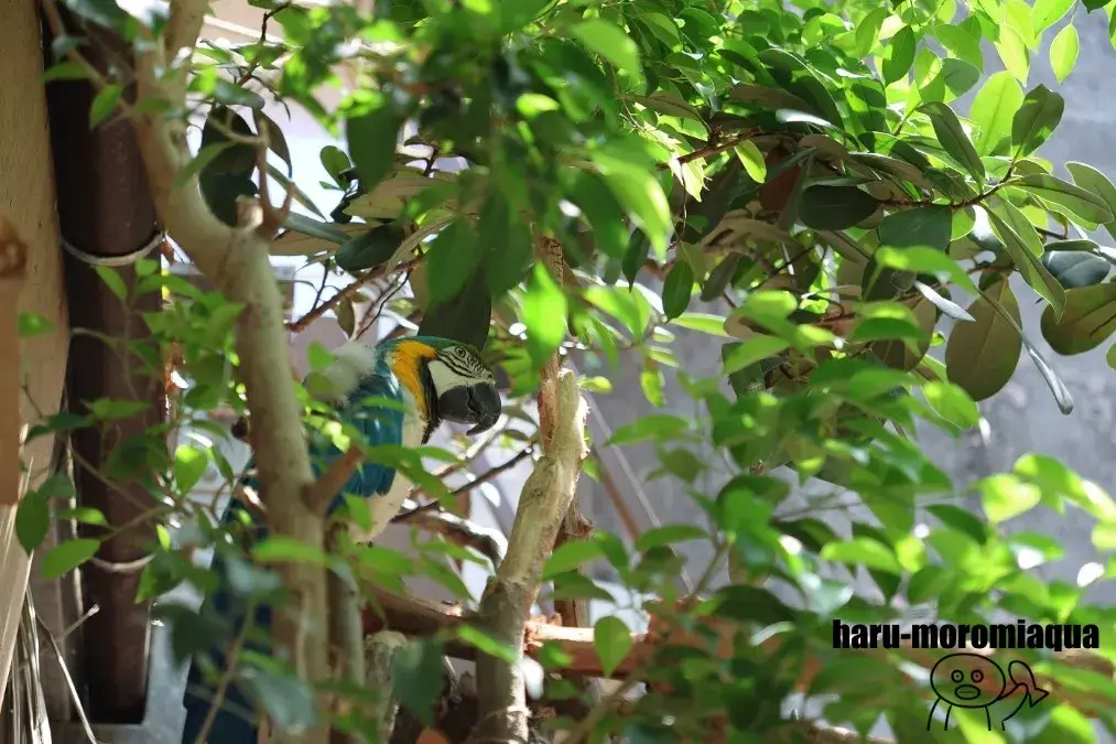 なかがわ水遊園　ルリコンゴウインコ
