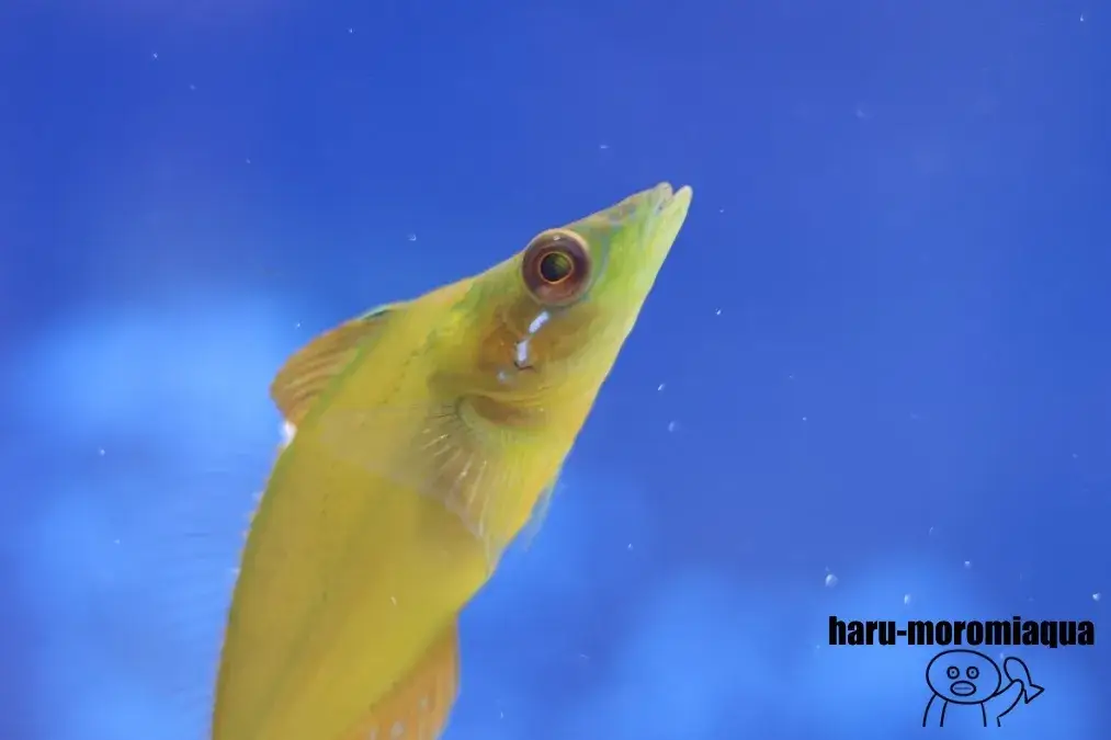 観音崎自然博物館　魚