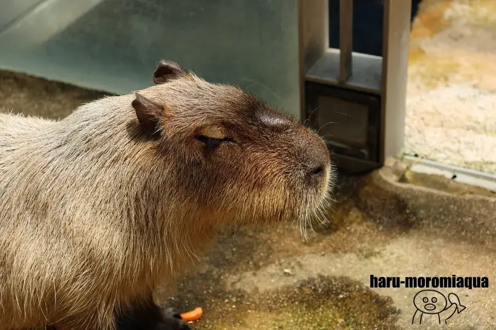 なかがわ水遊園　カピバラ